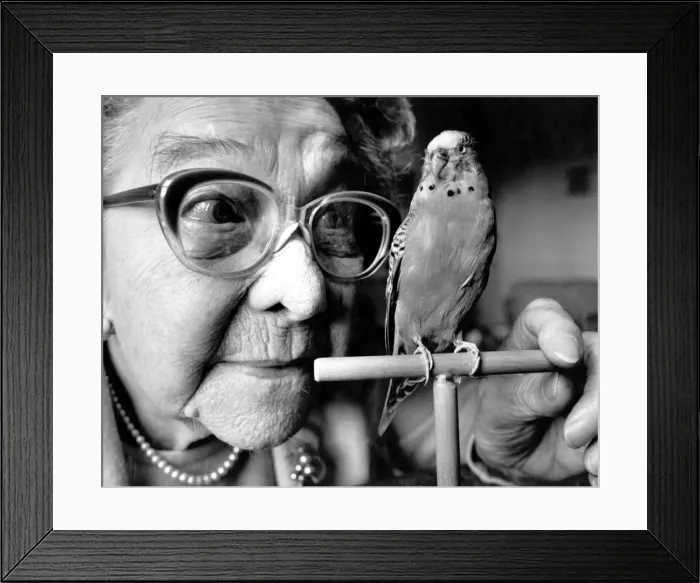 Framed Print : Stuffed budgie Sparkie Williams with his former owner Mrs Mattie Williams