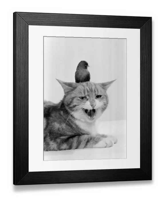 Framed Print : Cat & Bird in studio 26th November 1986. Local Caption Best of friends Best Framed Print : Cat & Bird in studio 26th November 1986. Local Caption Best of friends Best
