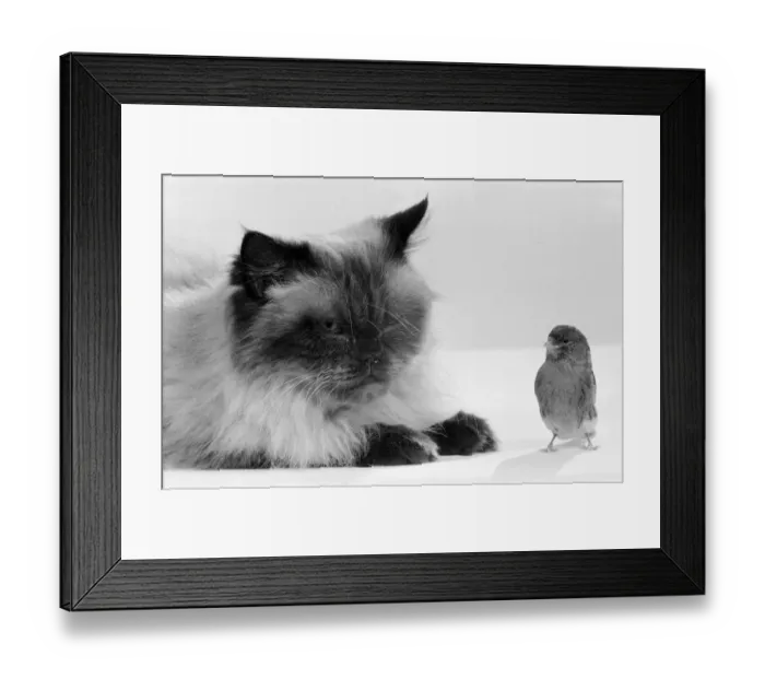 Framed Print : Cat & Bird in studio 26th November 1986. Local Caption Best of friends Best