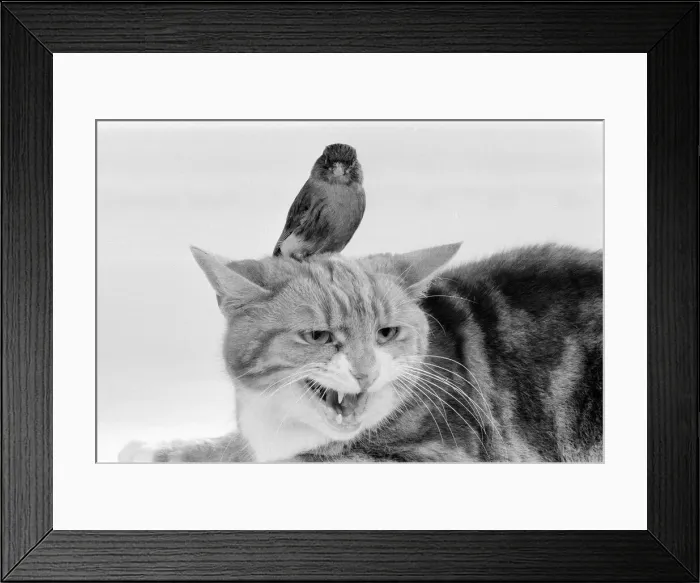 Framed Print : Cat & Bird in studio 26th November 1986. Local Caption Best of friends Best Framed Print : Cat & Bird in studio 26th November 1986. Local Caption Best of friends Best