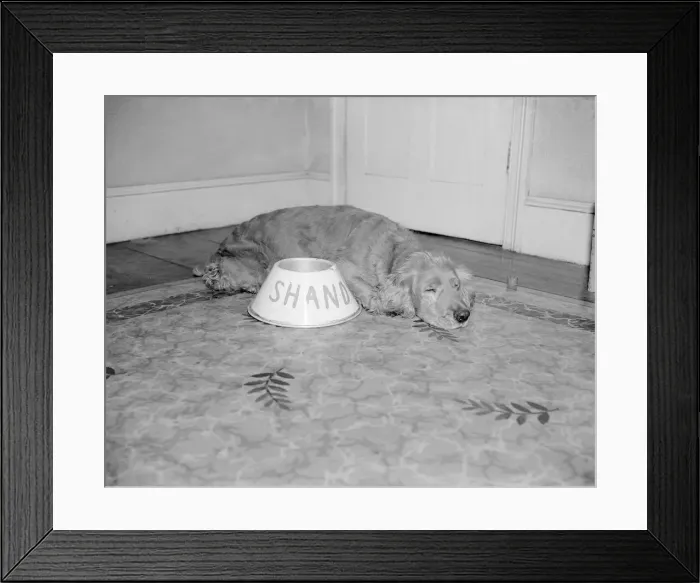Framed Print : Shandy the golden haired cocker spaniel seen here asleep by his feeding bowl was