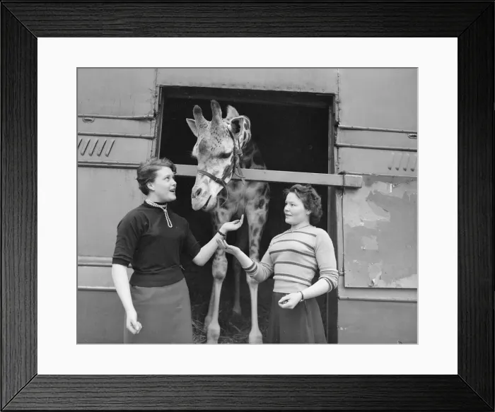 Framed Print : When Dick Chipperfield bought George the Giraffe he didn Framed Print : When Dick Chipperfield bought George the Giraffe he didn