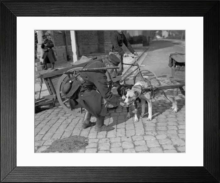 Framed Print : The use of dogs for light haulage purposes was a feature of the Belgian armed forces in Framed Print : The use of dogs for light haulage purposes was a feature of the Belgian armed forces in