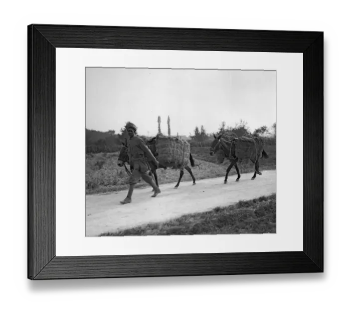 Framed Print : Soldiers from the 3rd Lahore Indian Division seen here with mules loaded with bails of Framed Print : Soldiers from the 3rd Lahore Indian Division seen here with mules loaded with bails of