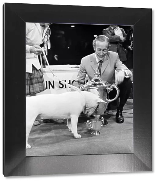 Britains top dog is white bull terrier - Champion Abraxas Audacity