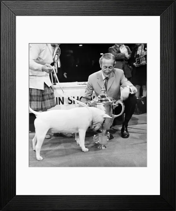 Framed Print : Britains top dog is white bull terrier - Champion Abraxas Audacity Framed Print : Britains top dog is white bull terrier - Champion Abraxas Audacity