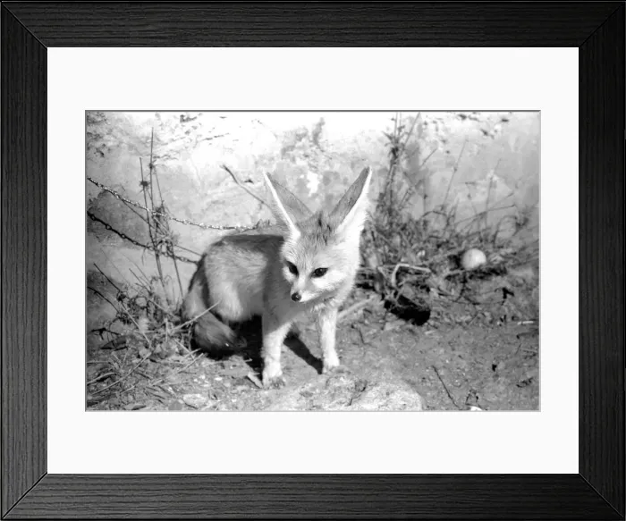 Framed Print : Rommella the desert fox February 1972 72-1465-029 Framed Print : Rommella the desert fox February 1972 72-1465-029