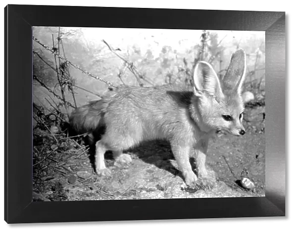 Rommella the desert fox February 1972 72-1465-028