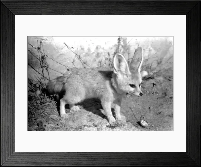 Framed Print : Rommella the desert fox February 1972 72-1465-028 Framed Print : Rommella the desert fox February 1972 72-1465-028