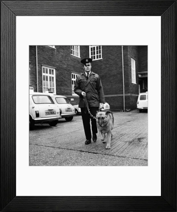Framed Print : Duke an 8 year old police dog pictured with his handler P. C Framed Print : Duke an 8 year old police dog pictured with his handler P. C