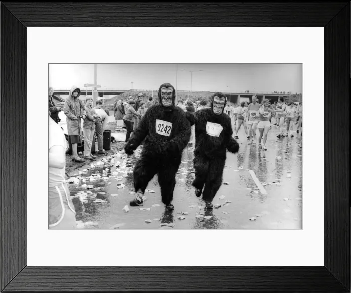 Framed Print : The Great North Run 27 June 1982 - A pair of gorillas monkey about Framed Print : The Great North Run 27 June 1982 - A pair of gorillas monkey about