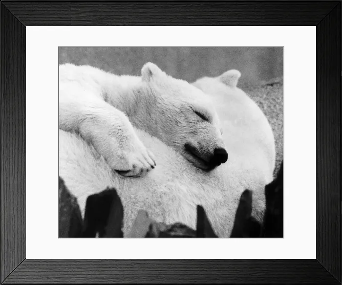 Framed Print : Baby polar bear asleep with his mother at London Zoo dbase Framed Print : Baby polar bear asleep with his mother at London Zoo dbase