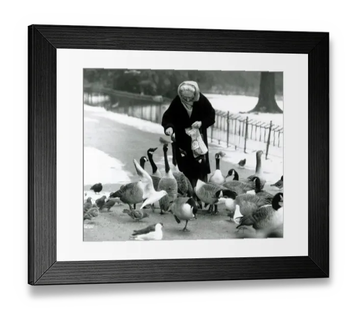 Framed Print : Mother goose City lakes are frozen over - birds in London find a friend