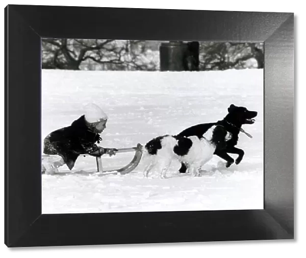 Child being pulled on sledge by her two pet dogs in the snow Winter fun