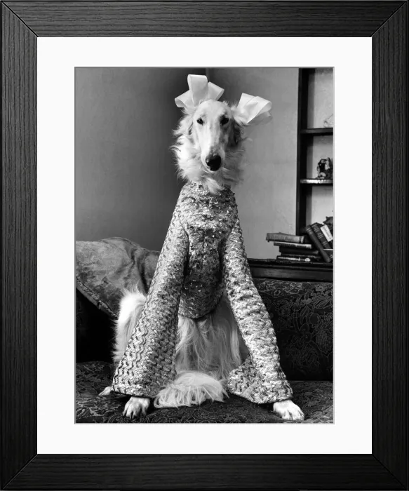 Framed Print : Borzoi Gold Dust aka dusty dressed for christmas party in a pink sequin simmer suit Framed Print : Borzoi Gold Dust aka dusty dressed for christmas party in a pink sequin simmer suit