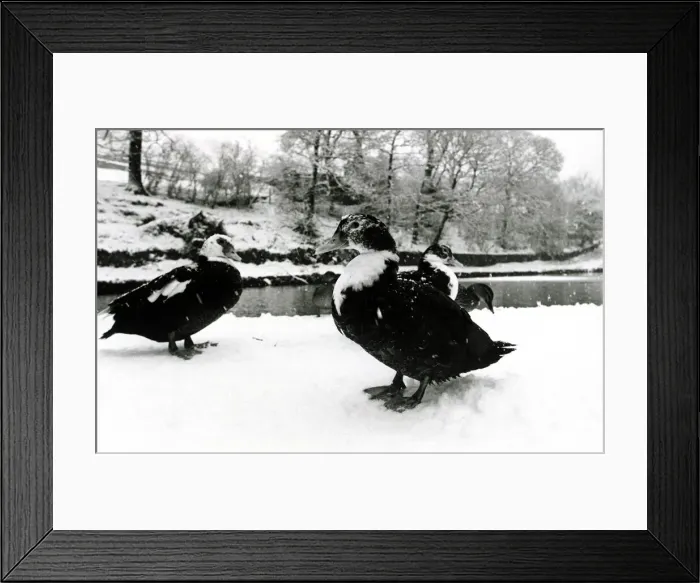 Framed Print : Geese in the snow at Saddleworth near Manchester January 1979 1970s