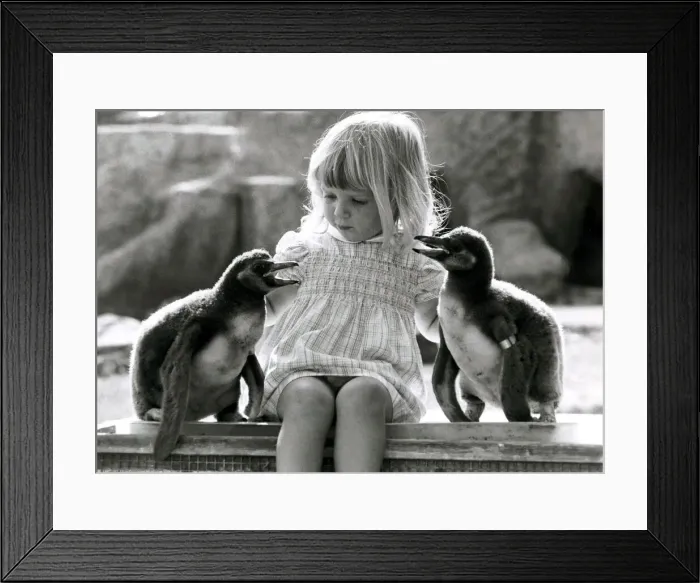 Framed Print : Kirsten Ogilvie in charge of two baby penguins- September 1981