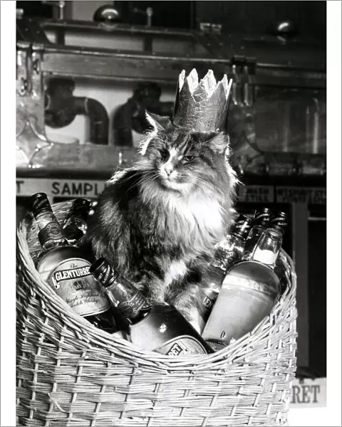 Worlds Champion Mouser Towser the cat, pet of Glenturret Distillery
