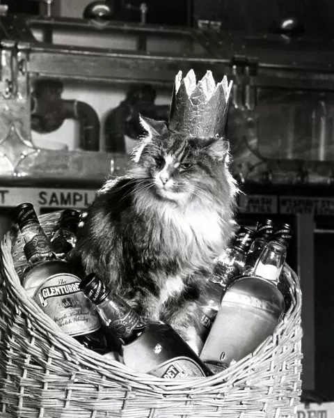 Worlds Champion Mouser Towser the cat, pet of Glenturret Distillery