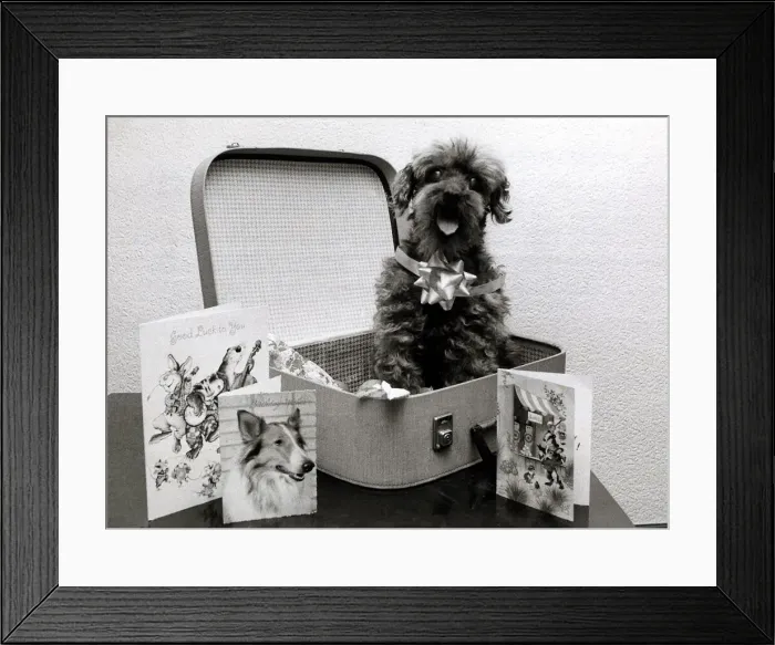 Framed Print : Pepy the poodle is 15 years old - September 1980 Brian Framed Print : Pepy the poodle is 15 years old - September 1980 Brian