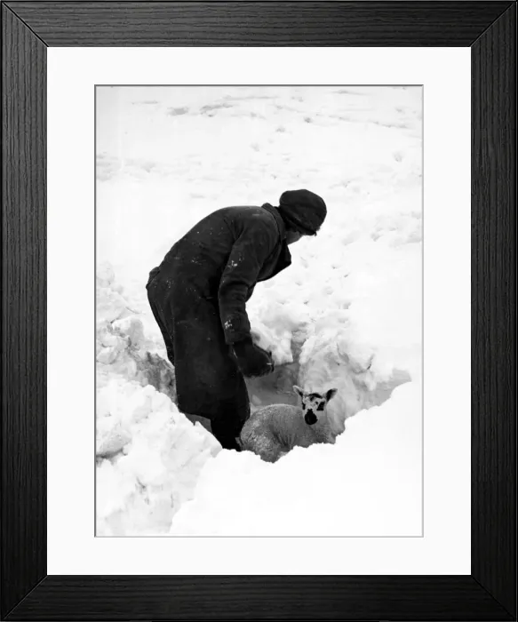 Framed Print : A baby sheep caught in a bank of snow is dug out and rescued Framed Print : A baby sheep caught in a bank of snow is dug out and rescued
