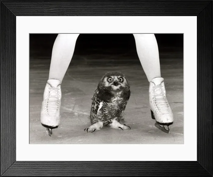 Framed Print : Jayne Torvill and a Snowy Owl - August 1985 The two month old old bird is called Framed Print : Jayne Torvill and a Snowy Owl - August 1985 The two month old old bird is called