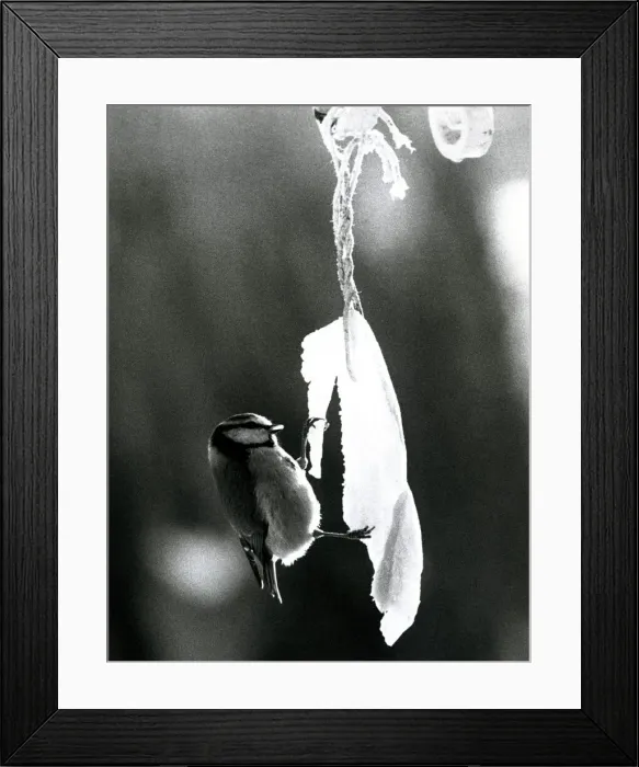 Framed Print : Blue tit nibbling frozen bacon Bird in the ice January 1978 A©Mirrorpix Framed Print : Blue tit nibbling frozen bacon Bird in the ice January 1978 A©Mirrorpix