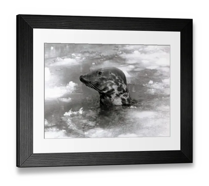 Framed Print : Seal swimming in ice due to cold weather at London zoo January 1982 Animal Framed Print : Seal swimming in ice due to cold weather at London zoo January 1982 Animal