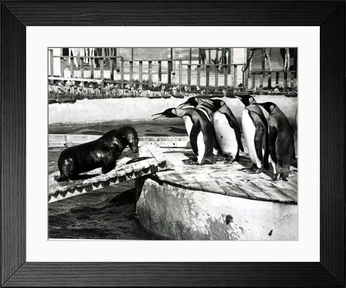 Framed Print : Sammy the Sea-Lion is confronted by Penguins - May 1969 Sammy has been Framed Print : Sammy the Sea-Lion is confronted by Penguins - May 1969 Sammy has been
