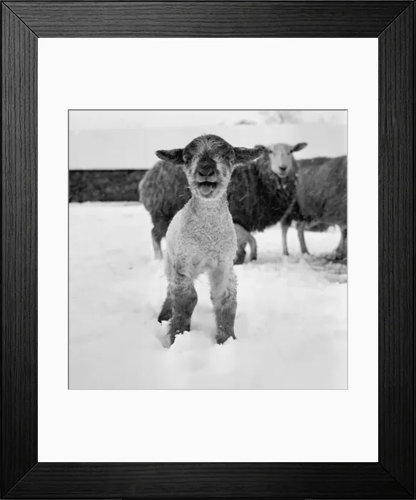 Framed Print : Only 19 days to spring... day old lamb on Cricketts Farm, Borough Green, Kents