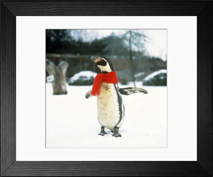 Framed Print : Penguin at Cotswold Wildlife Park Snow Reg Scarf Christmas Funny Framed Print : Penguin at Cotswold Wildlife Park Snow Reg Scarf Christmas Funny