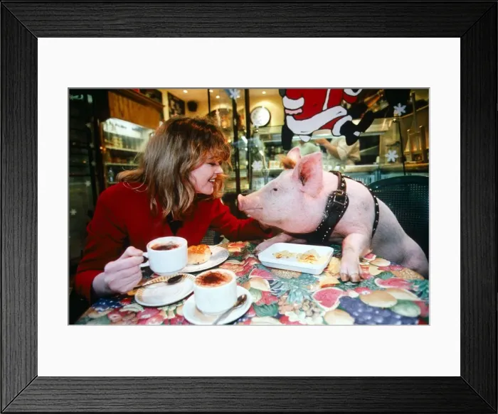 Framed Print : Daily Mirror takes their version of new film Babe star to the streets of London pig Framed Print : Daily Mirror takes their version of new film Babe star to the streets of London pig