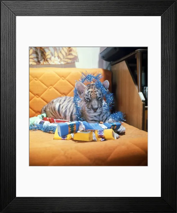 Framed Print : Bengal Tiger Cub aty Twycross Zoo Animal Crackers Party time Tinsel