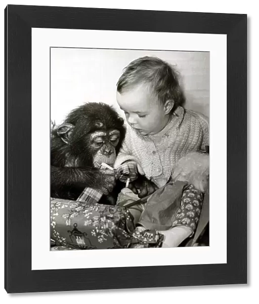 Eleven month old Tracey Clews and Bugsy the chimp open their Christmas presents at