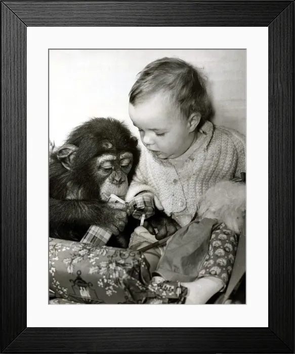 Framed Print : Eleven month old Tracey Clews and Bugsy the chimp open their Christmas presents Framed Print : Eleven month old Tracey Clews and Bugsy the chimp open their Christmas presents