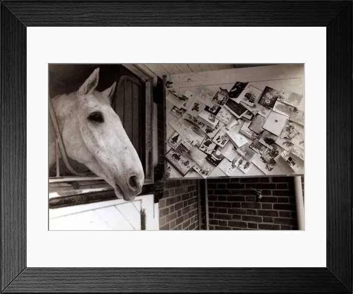 Framed Print : Desert Orchid Racehorse - December 1989 at Home, in his Stable Framed Print : Desert Orchid Racehorse - December 1989 at Home, in his Stable