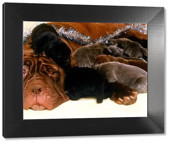Rare Neopolita Mastiff Puppies and Mother - December 1994 *** Local Caption