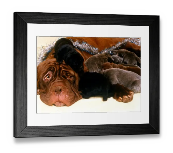 Framed Print : Rare Neopolita Mastiff Puppies and Mother - December 1994 *** Local Caption