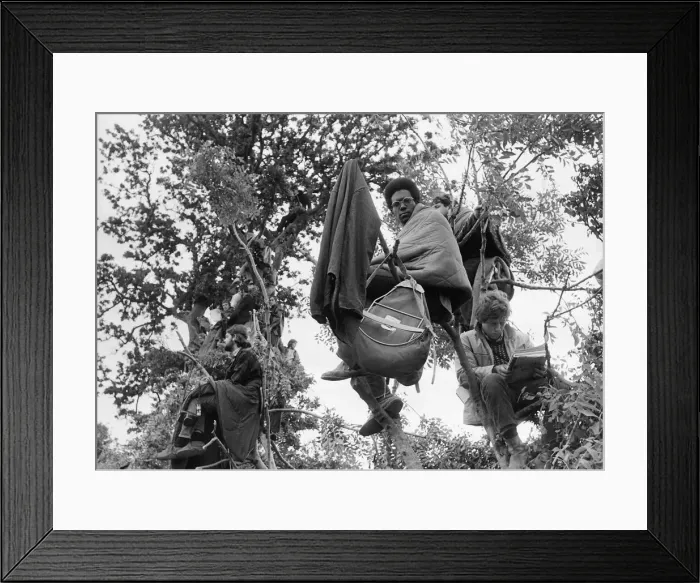 Framed Print : Hippies watching Isle Of Wight Festival from tree 1969 Framed Print : Hippies watching Isle Of Wight Festival from tree 1969
