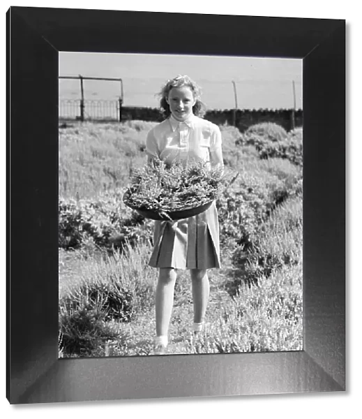 Girl gathering white heather in a basket August 1941
