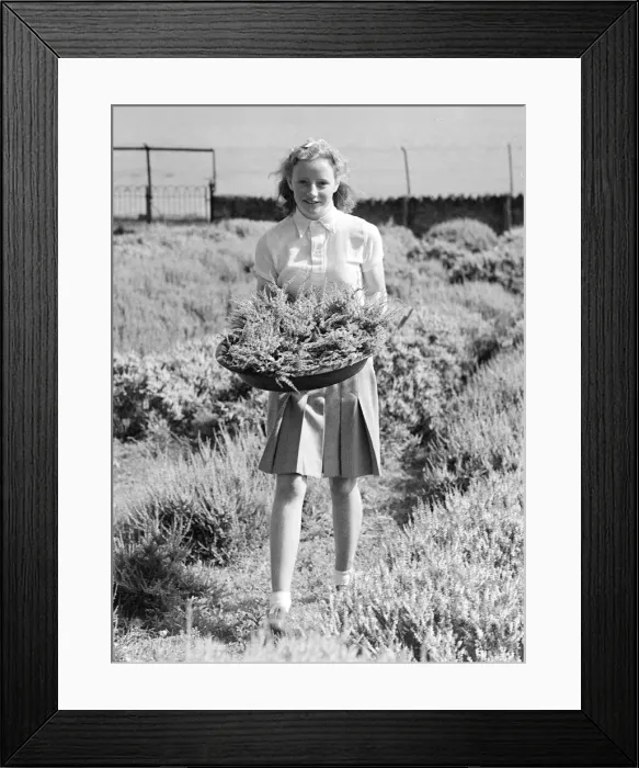 Framed Print : Girl gathering white heather in a basket August 1941