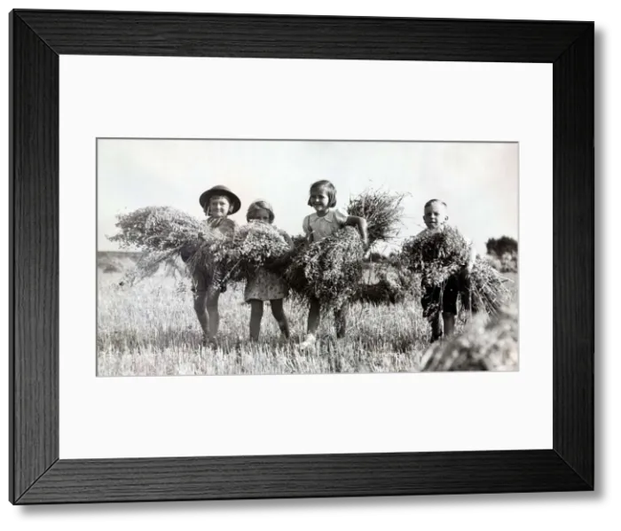 Framed Print : Evacuee children help the farmer bring in the harvest as the Battle of Britain takes