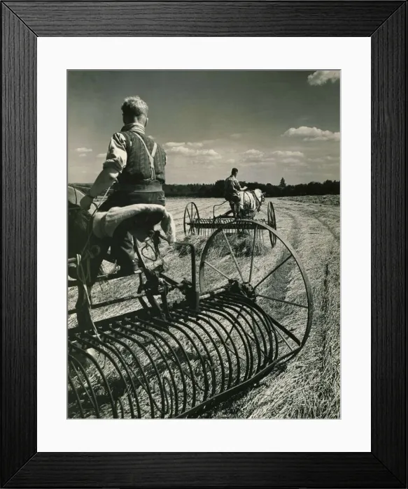 Framed Print : Haymaking near Birling in Kent in wartime England Farmers Harvesting hay Framed Print : Haymaking near Birling in Kent in wartime England Farmers Harvesting hay