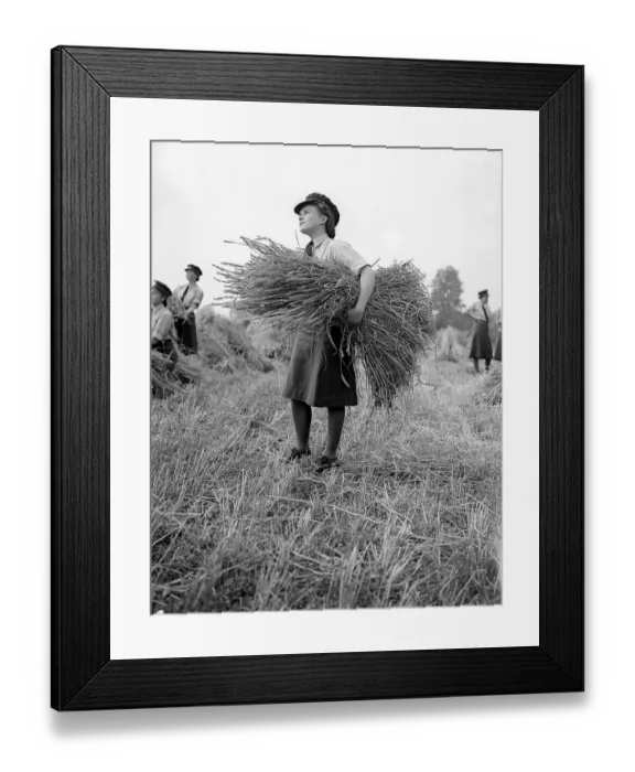 Framed Print : W. A. A. Fs Harvesting during WW2 - September 1941 Women doing mens jobs during Framed Print : W. A. A. Fs Harvesting during WW2 - September 1941 Women doing mens jobs during