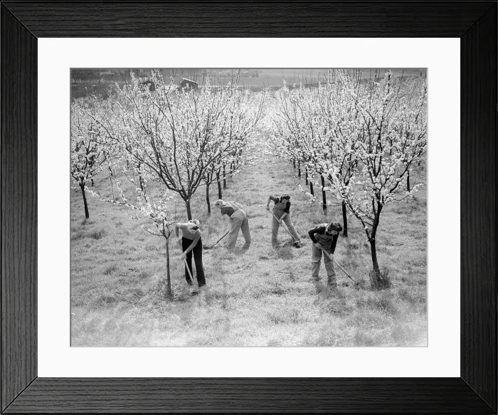 Framed Print : Landgirls working in Kent Orchard during WW2 - 1941 Women doing mens jobs during Framed Print : Landgirls working in Kent Orchard during WW2 - 1941 Women doing mens jobs during