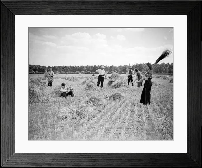 Framed Print : Men and Women Harvesting WW2 - July 1941 Women doing mens jobs during the war