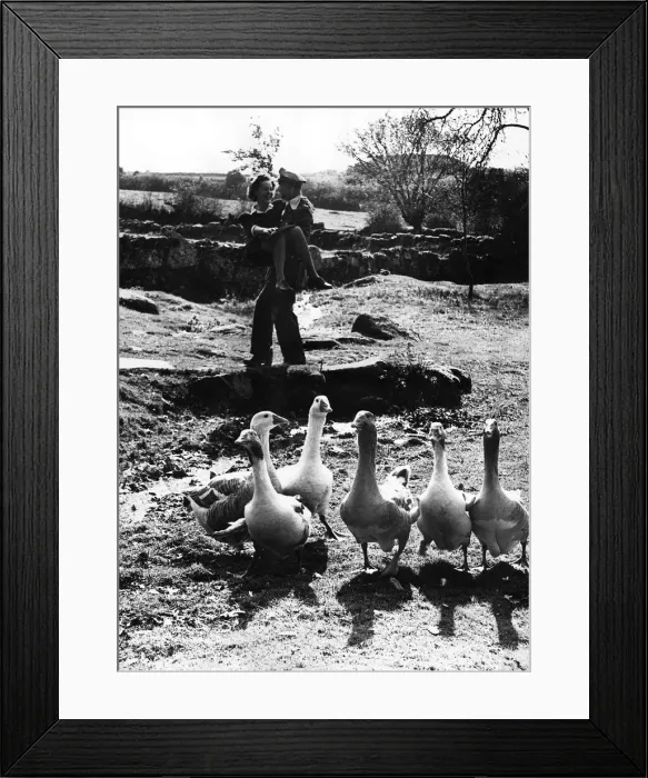 Framed Print : Women at War Marriage October 1944 The bride and groom disturbed the geese