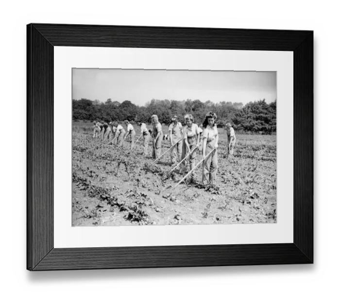Framed Print : Women of the Land Army Gathering Potatoes in Field - 1941 Women doing mens jobs
