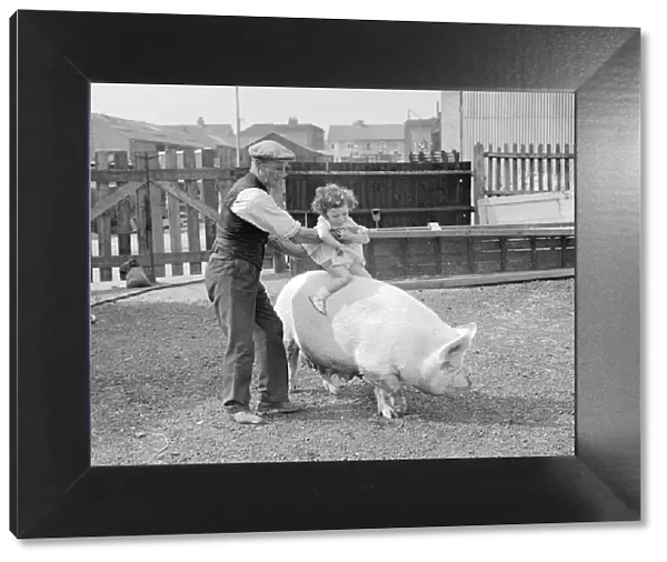 A small girl rides a pig at Beckenham Council Piggery Man flat cap holding girl