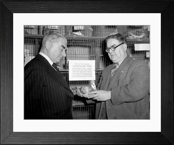 Framed Print : Judges at the Victory Show of racing pigeons inspect Searchlight Pied a carrier pigeon Framed Print : Judges at the Victory Show of racing pigeons inspect Searchlight Pied a carrier pigeon